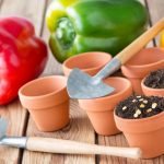 Eight Questions About Planting Tomatoes And Peppers