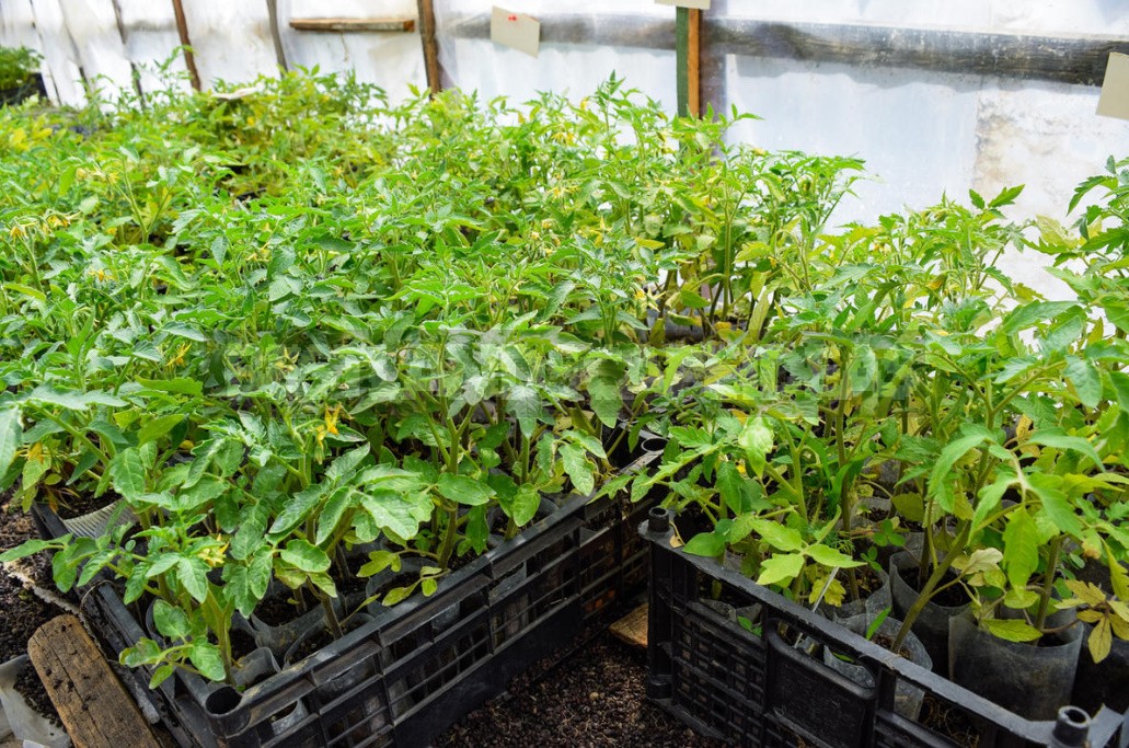 Eight Questions About Planting Tomatoes And Peppers