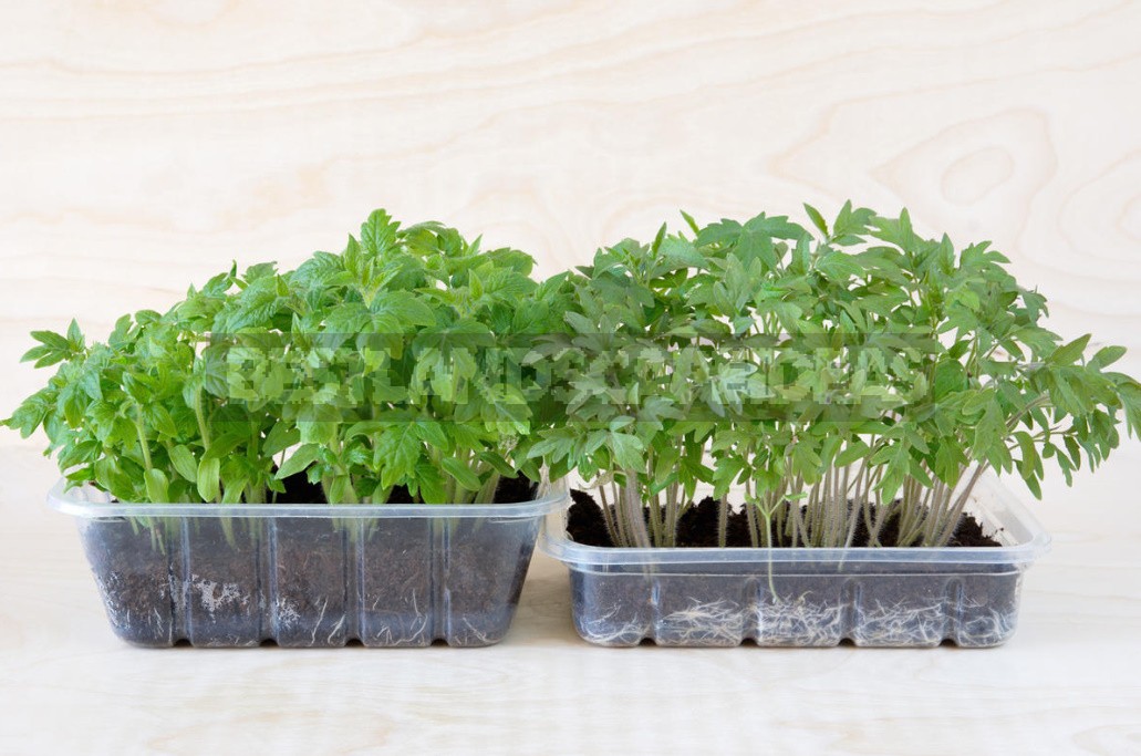 Eight Questions About Planting Tomatoes And Peppers
