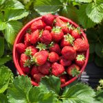 Five Simple Rules For Growing Strawberries
