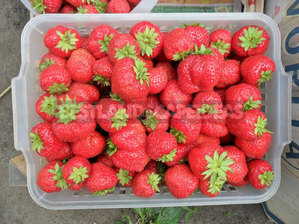 Five Simple Rules For Growing Strawberries