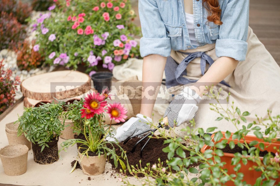 Gardening As An Incurable Disease