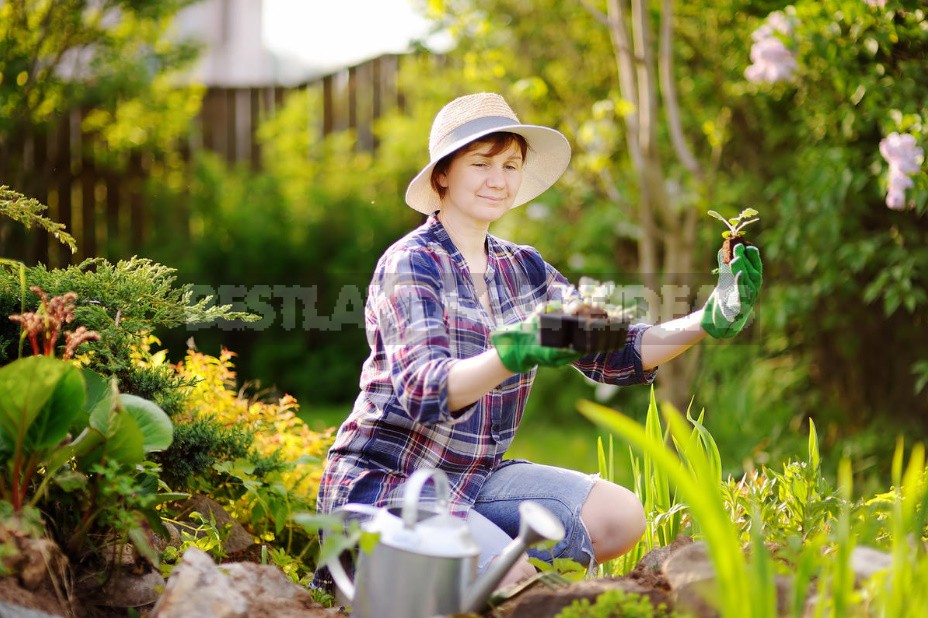 Gardening As An Incurable Disease