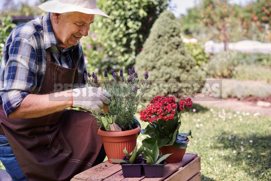 Gardening As An Incurable Disease