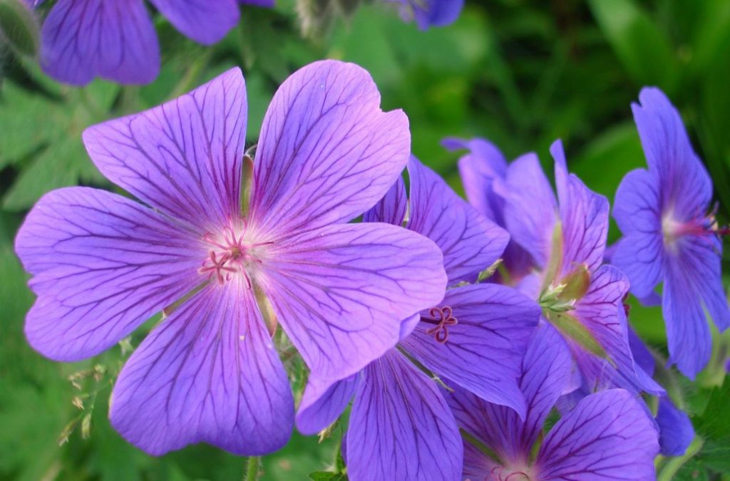 Geraniums Are Not Pelargoniums! Types And Varieties Of Geraniums (Part 1)