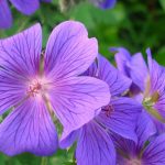 Geraniums Are Not Pelargoniums! Types And Varieties Of Geraniums (Part 2)
