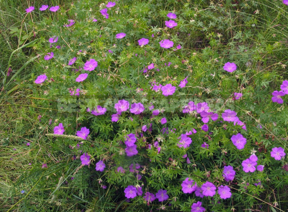 Geraniums Are Not Pelargoniums! Types And Varieties Of Geraniums (Part 2)