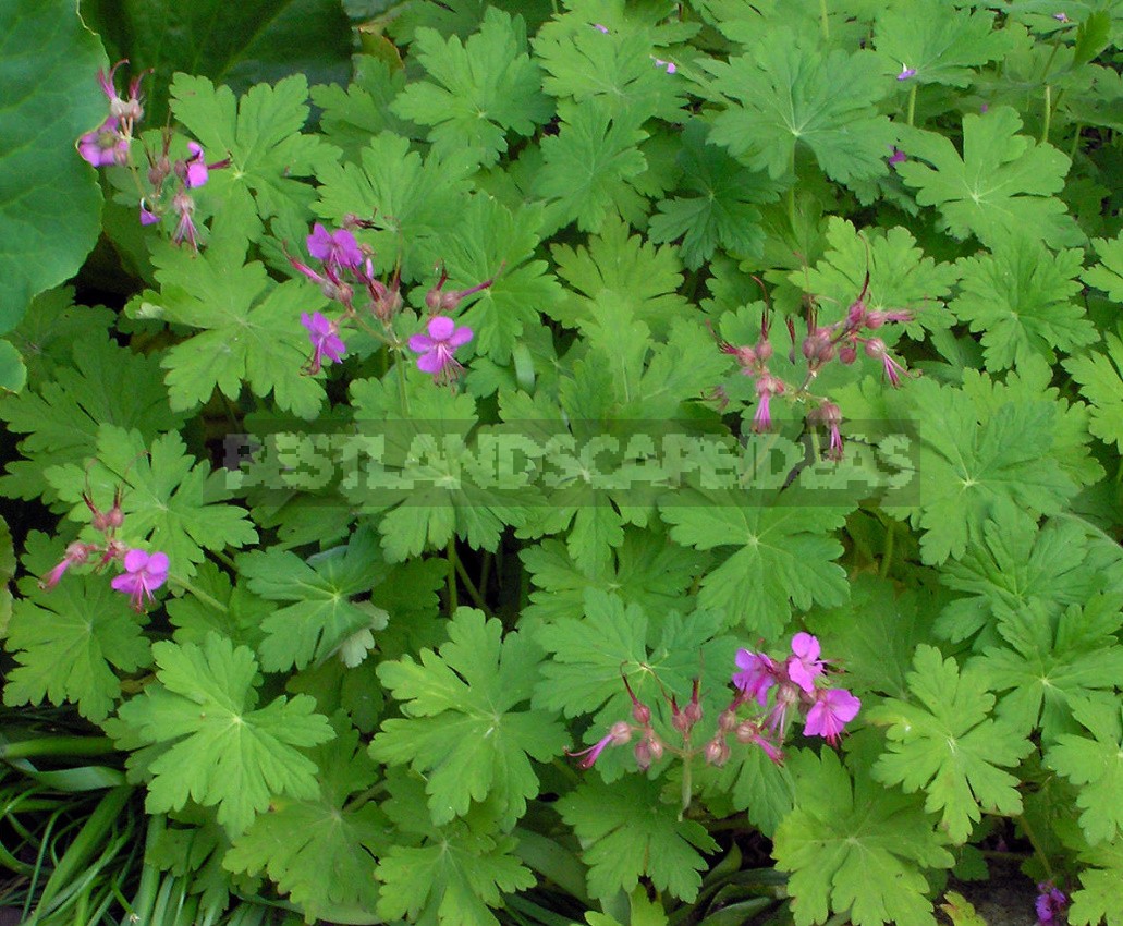 Geraniums Are Not Pelargoniums! Types And Varieties Of Geraniums (Part 2)