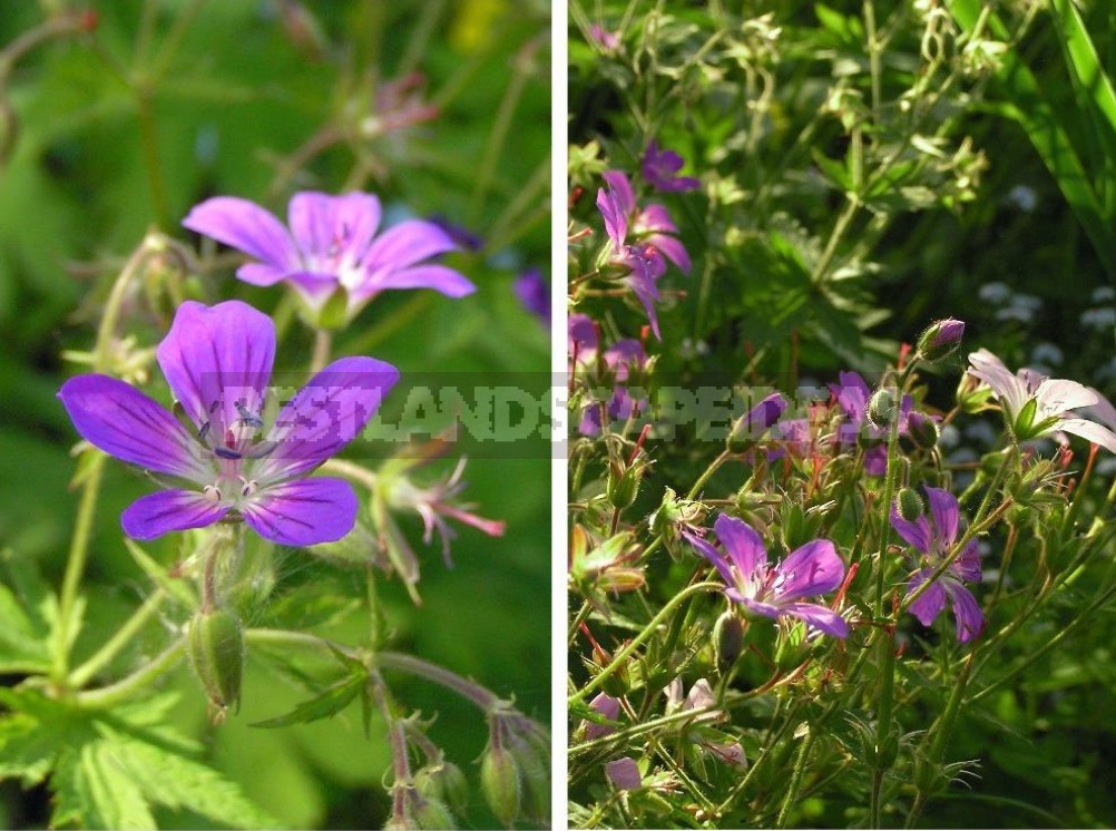 Geraniums Are Not Pelargoniums! Types And Varieties Of Geraniums (Part 2)