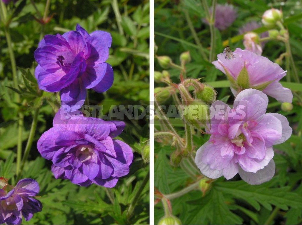 Geraniums Are Not Pelargoniums! Types And Varieties Of Geraniums (Part 2)