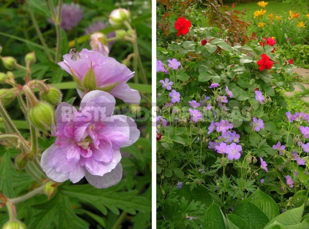 Geraniums Are Not Pelargoniums! Types And Varieties Of Geraniums (Part 1)