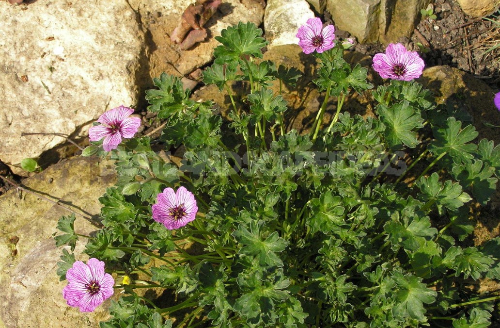 Geraniums Are Not Pelargoniums! Types And Varieties Of Geraniums (Part 2)