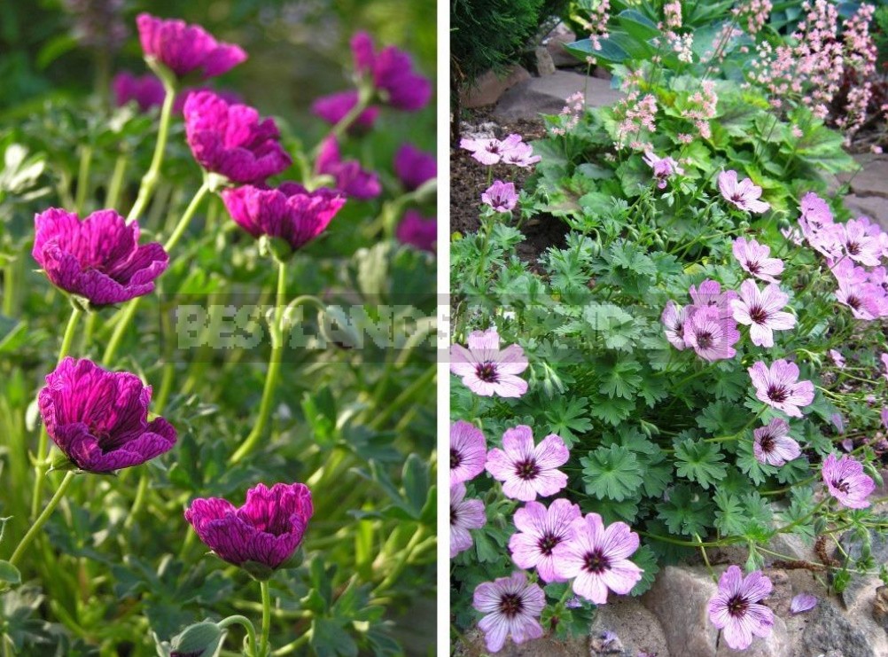 Geraniums Are Not Pelargoniums! Types And Varieties Of Geraniums (Part 1)