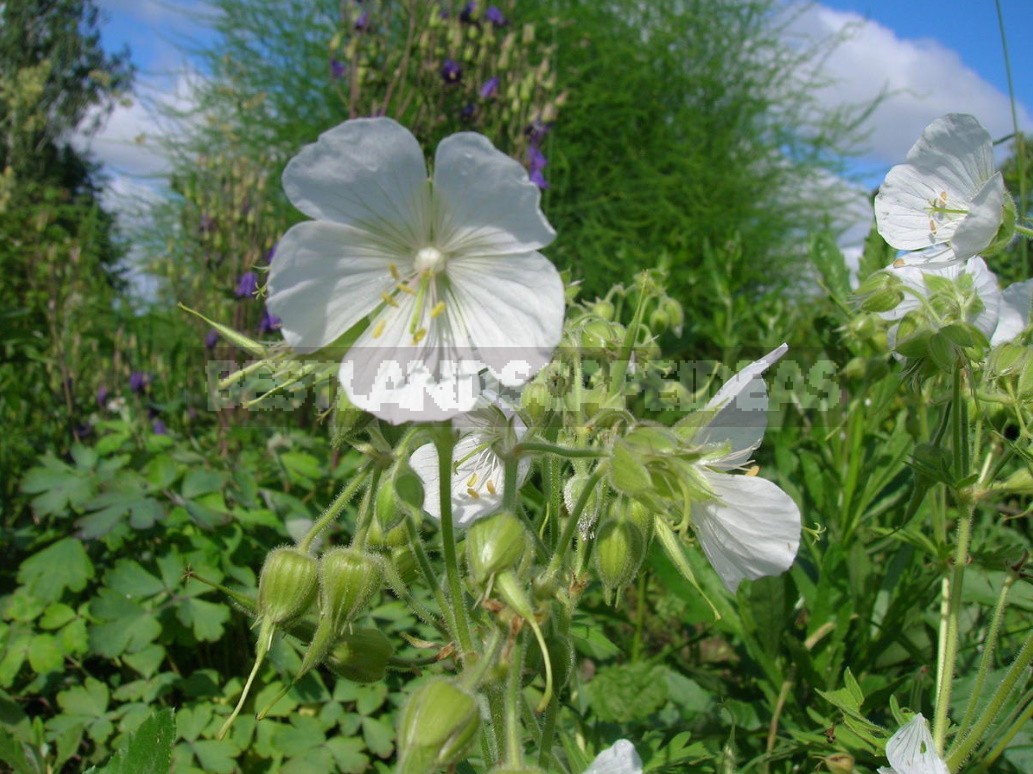 Geraniums Are Not Pelargoniums! Types And Varieties Of Geraniums (Part 1)