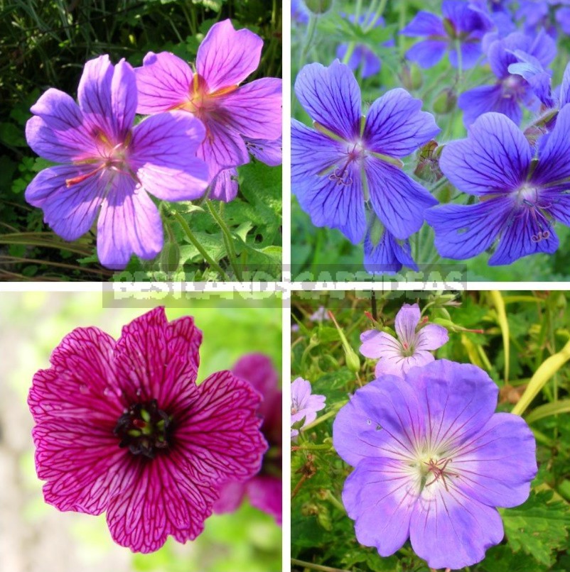 Geraniums Are Not Pelargoniums! Types And Varieties Of Geraniums (Part 1)