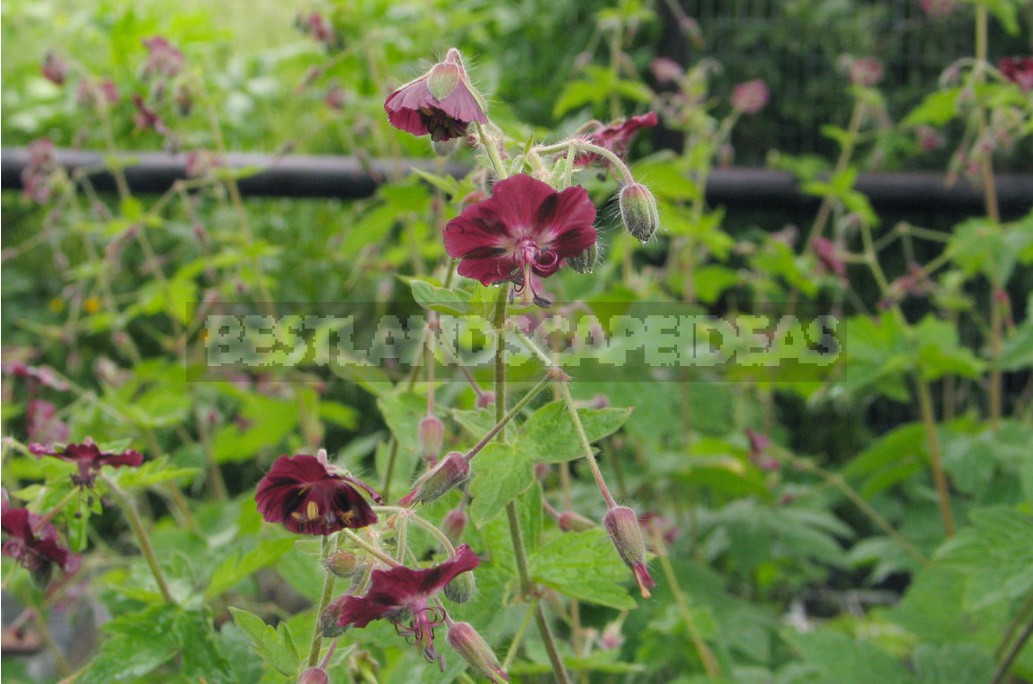 Geraniums Are Not Pelargoniums! Types And Varieties Of Geraniums (Part 1)