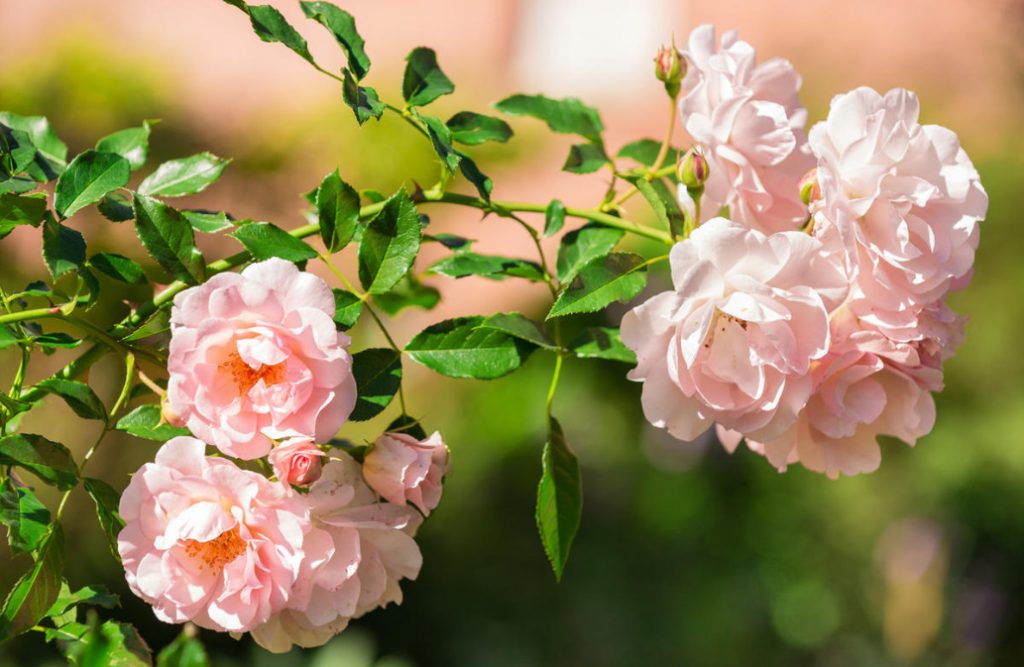 Hardy, Reliable And Unpretentious Roses (Part 2)