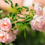 Hardy, Reliable And Unpretentious Roses (Part 1)