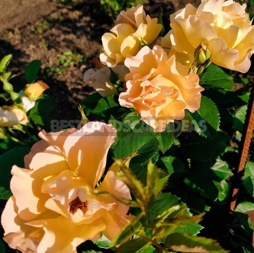 Hardy, Reliable And Unpretentious Roses (Part 1)