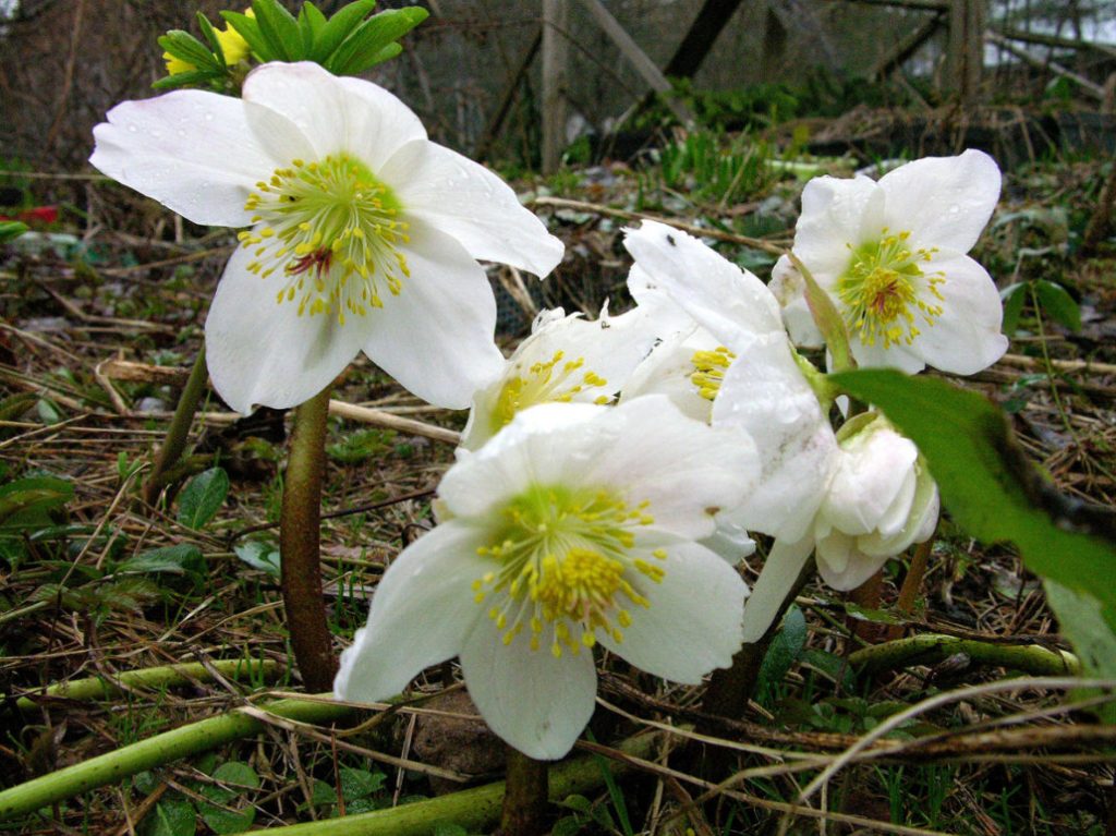 Hellebores – Well-Known And Almost Unknown (Part 2)