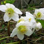 Hellebores – Well-Known And Almost Unknown (Part 1)