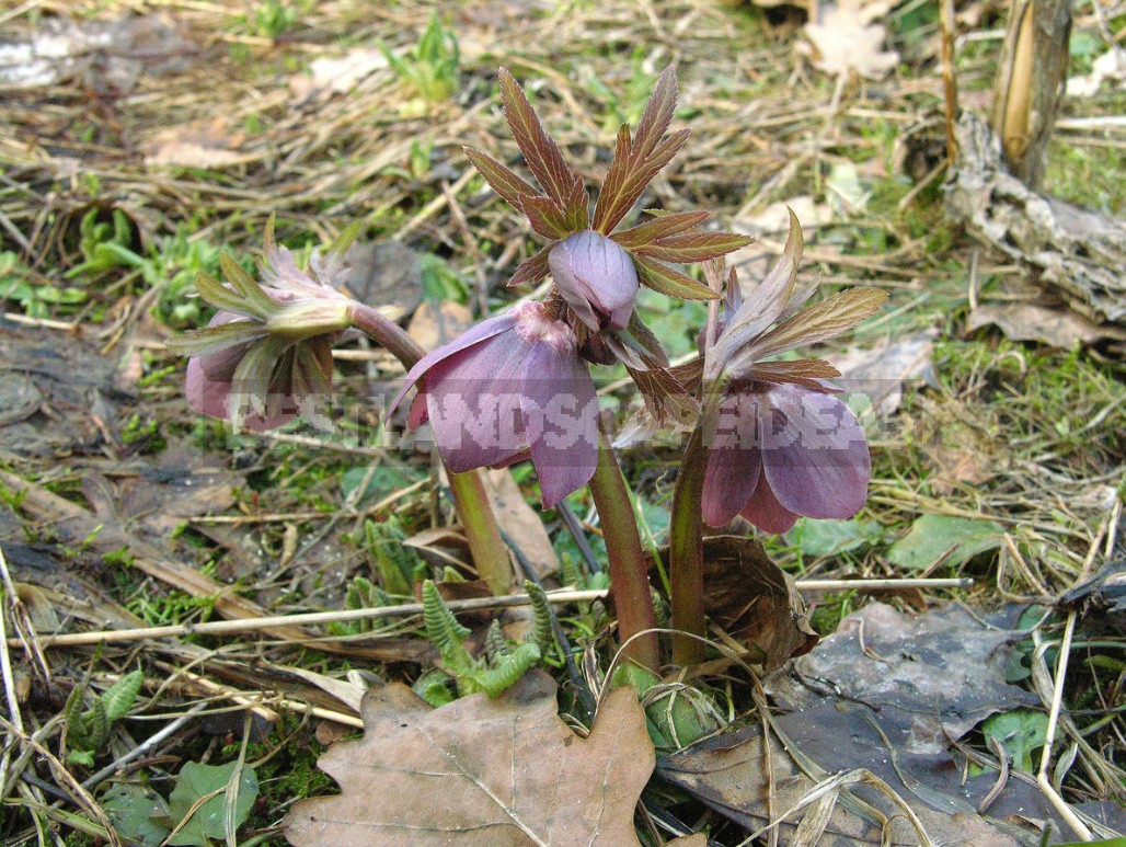 Hellebores - Well-Known And Almost Unknown (Part 2)