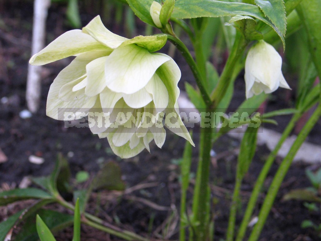 Hellebores - Well-Known And Almost Unknown (Part 2)