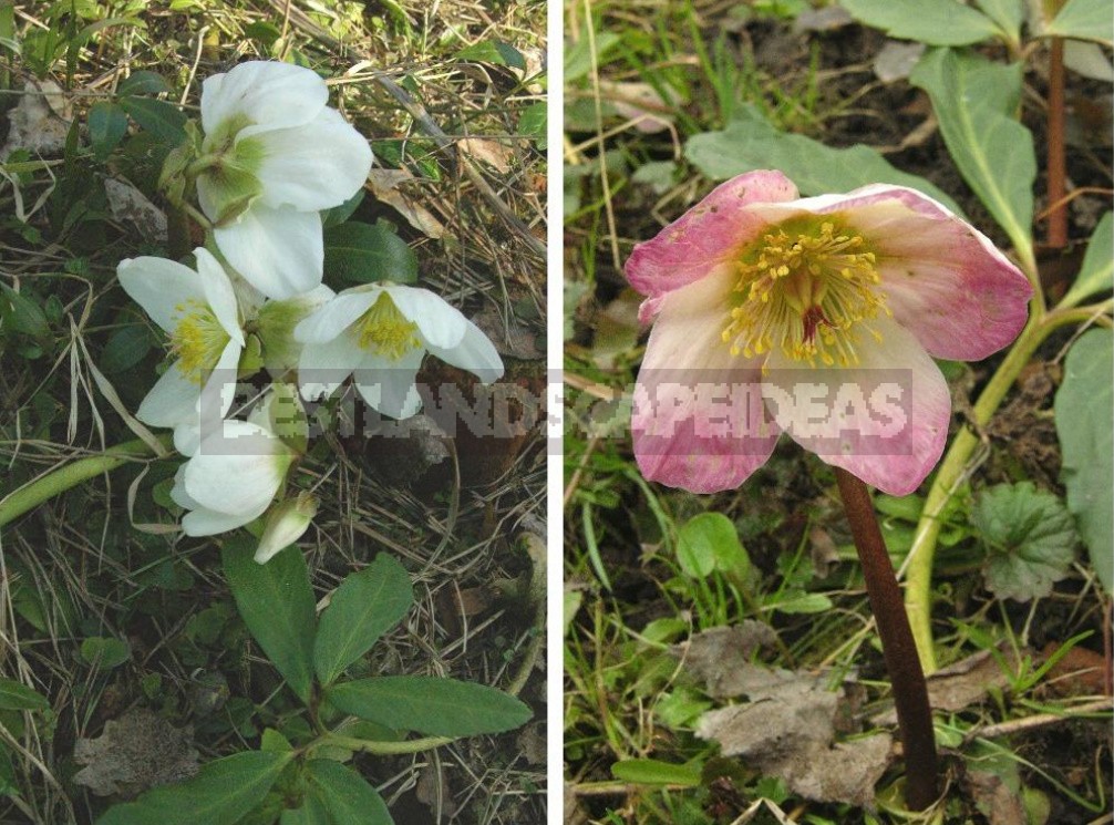Hellebores - Well-Known And Almost Unknown (Part 1)