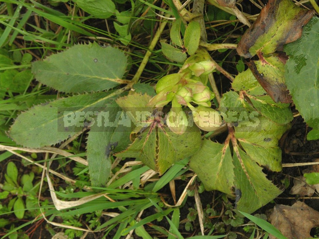 Hellebores - Well-Known And Almost Unknown (Part 1)