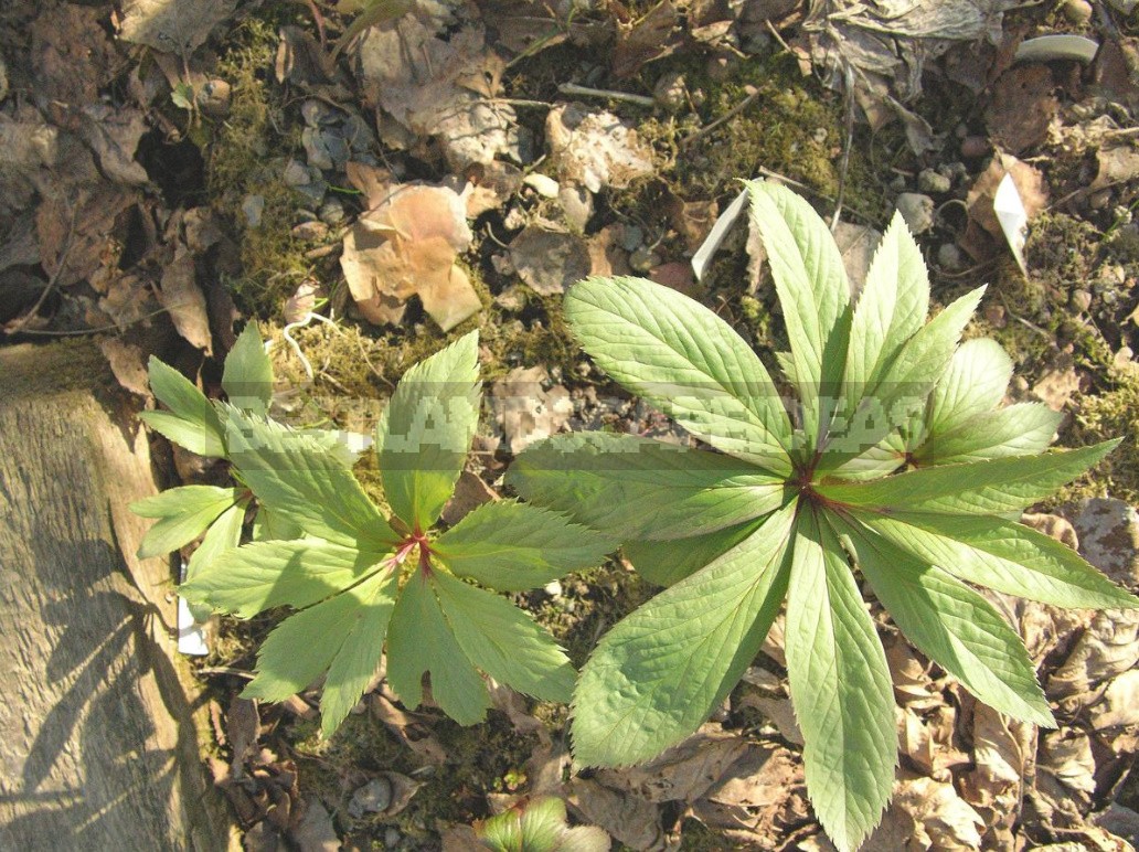 Hellebores - Well-Known And Almost Unknown (Part 1)