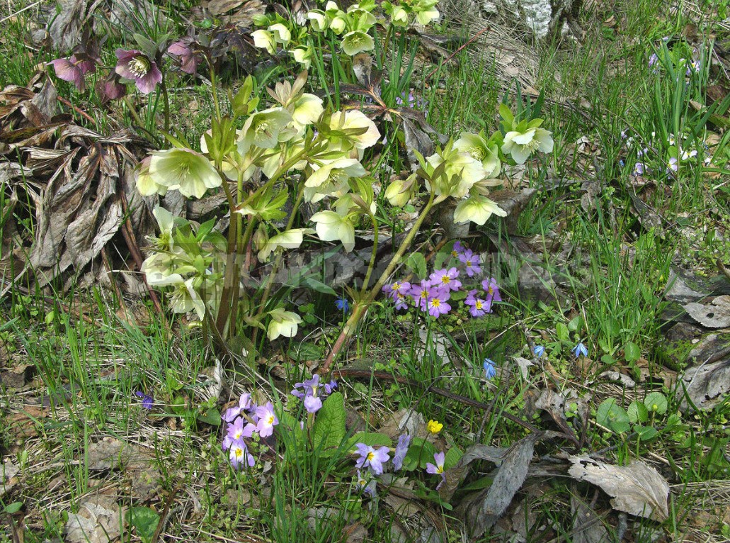 Hellebores - Well-Known And Almost Unknown (Part 2)