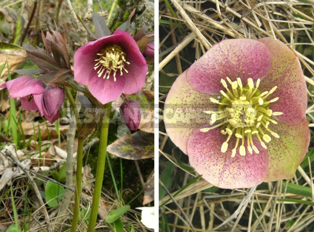 Hellebores - Well-Known And Almost Unknown (Part 2)