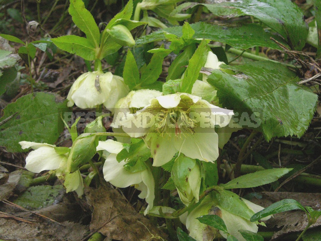 Hellebores - Well-Known And Almost Unknown (Part 2)