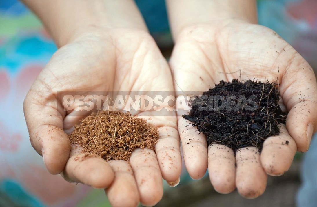 Home Farming: Selection And Preparation Of Soil For Sowing And Planting