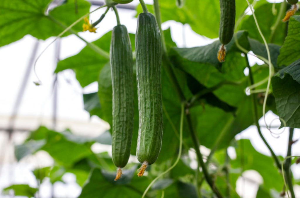 How To Feed The Whole Family With One Cucumber: Discovering The Secrets Of Chinese Hybrids