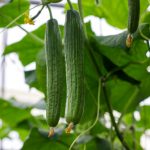 How To Feed The Whole Family With One Cucumber: Discovering The Secrets Of Chinese Hybrids