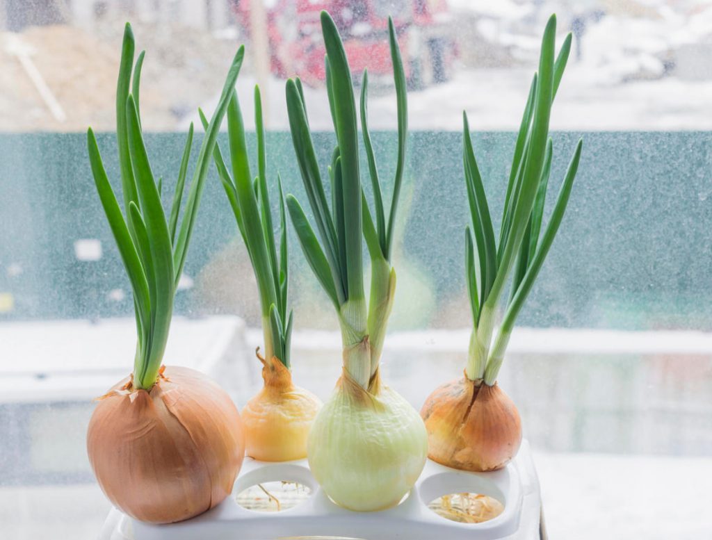 How To Grow Green Onions In A Bottle - Best Landscaping Ideas