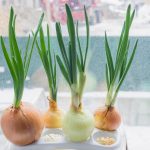 How To Grow Green Onions In A Bottle