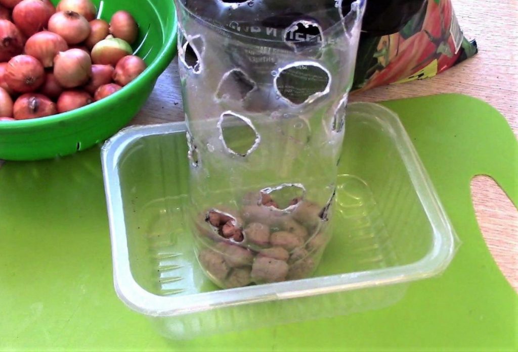 How To Grow Green Onions In A Bottle Best Landscape Ideas