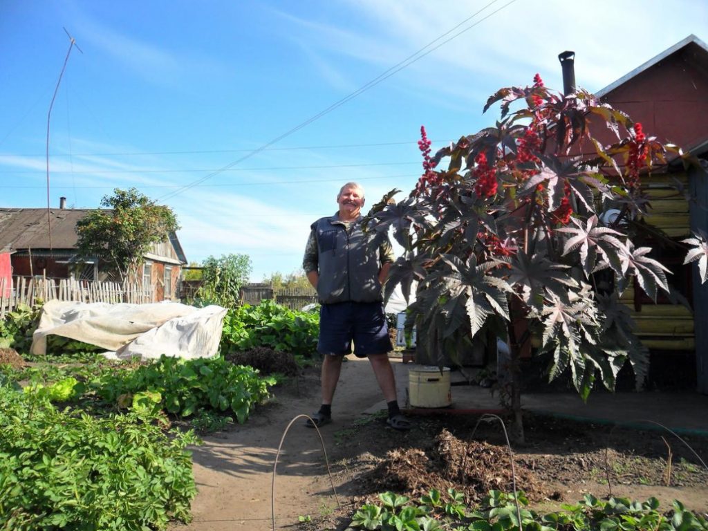 How To Grow a “Palm Tree” On a Plot In One Season