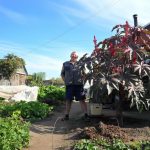 How To Grow a “Palm Tree” On a Plot In One Season