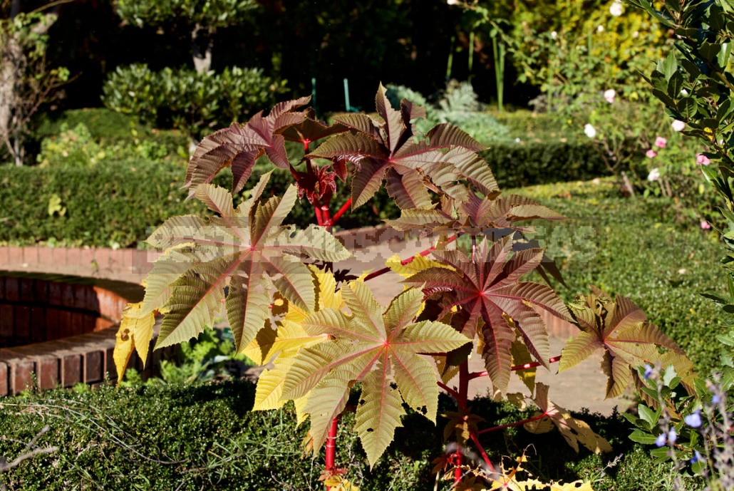 How To Grow a "Palm Tree" On a Plot In One Season