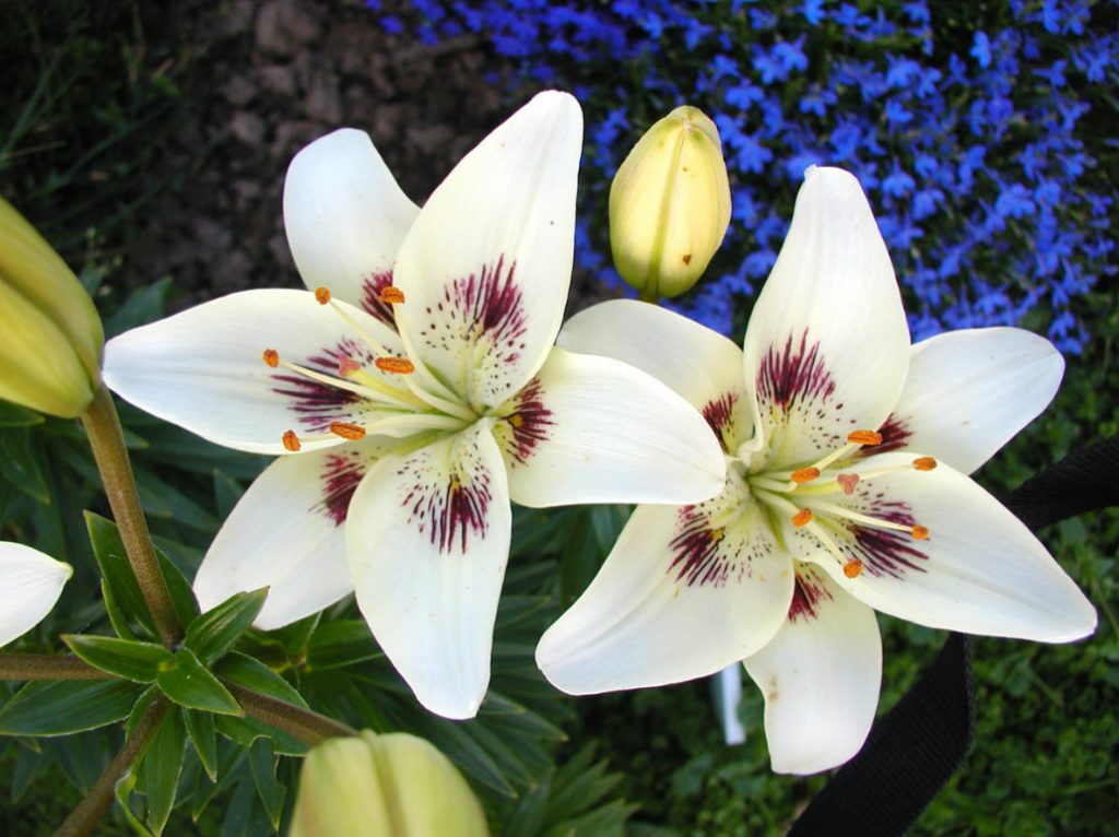 In The Kingdom Of Lilies: Features Of Asian, Eastern And Tubular Hybrids