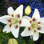 In The Kingdom Of Lilies: Features Of Asian, Eastern And Tubular Hybrids