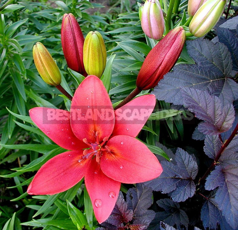 In The Kingdom Of Lilies: Features Of Asian, Eastern And Tubular Hybrids