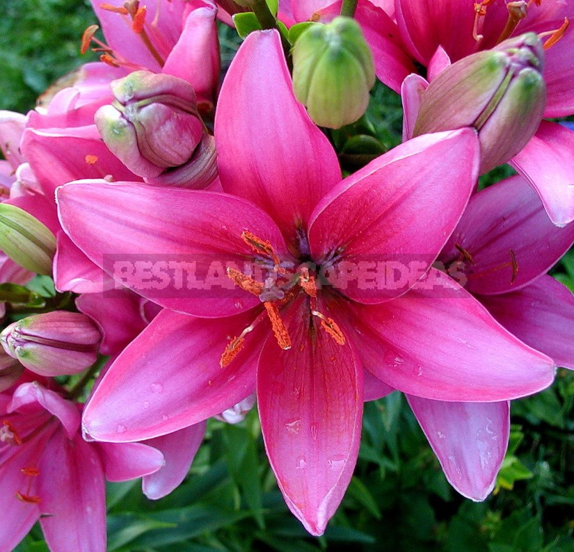 In The Kingdom Of Lilies: Features Of Asian, Eastern And Tubular Hybrids