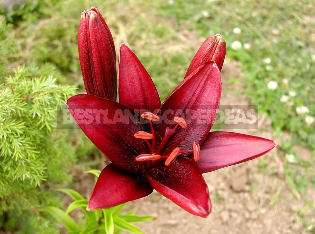 In The Kingdom Of Lilies: Features Of Asian, Eastern And Tubular Hybrids