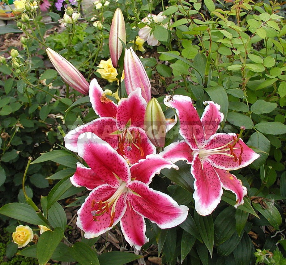 In The Kingdom Of Lilies: Features Of Asian, Eastern And Tubular Hybrids