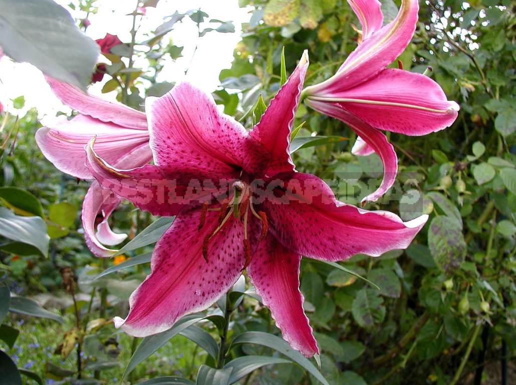 In The Kingdom Of Lilies: Features Of Asian, Eastern And Tubular Hybrids