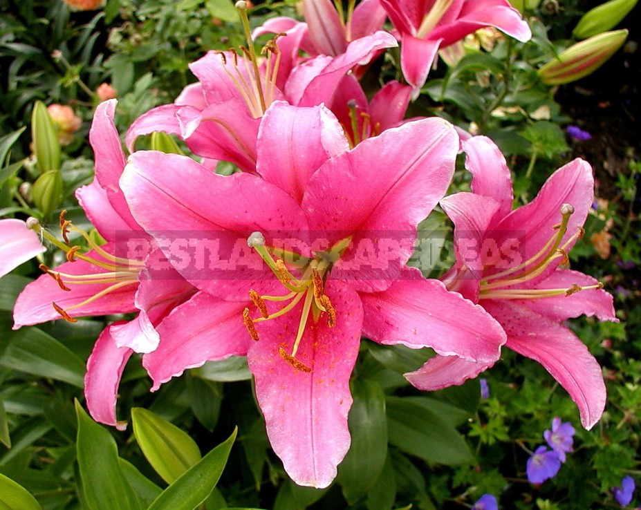 In The Kingdom Of Lilies: Features Of Asian, Eastern And Tubular Hybrids